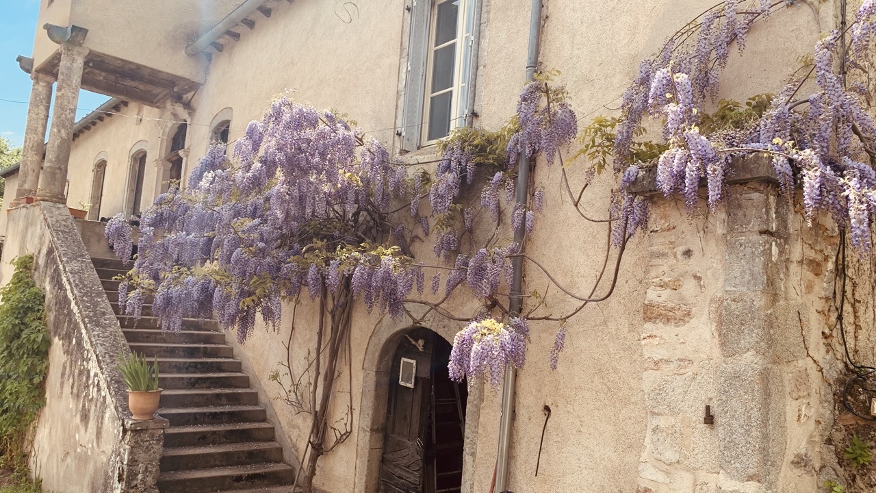 Domaine de Sals — Glycine et escalier de pierre